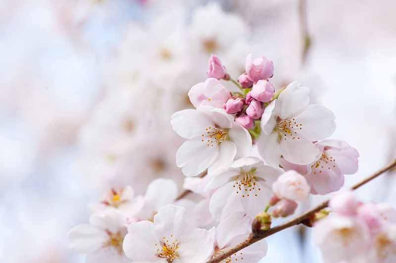 重家酒造よこやま 吟のさと 壱岐の花酵母
